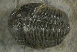 Detailed Proetid (Gerastos) Trilobite Fossil - Morocco #342915-1